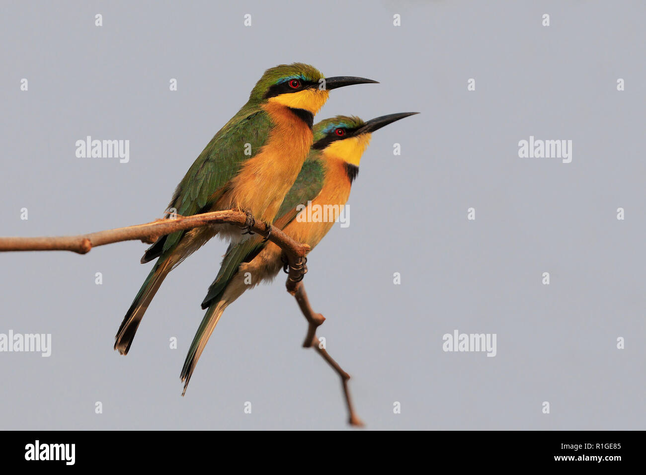 Bee eater bird okavango delta hi-res stock photography and images - Alamy