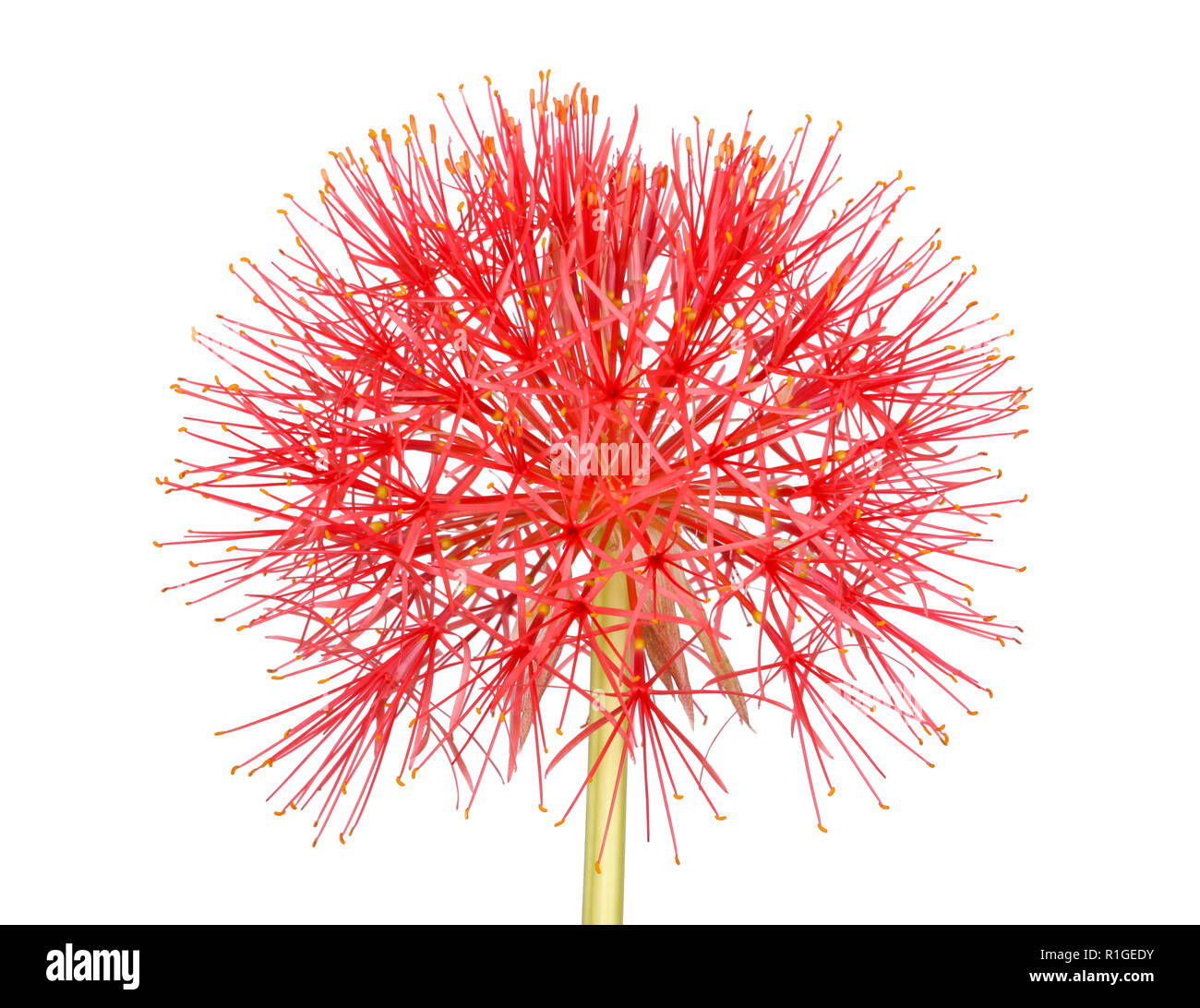Single compound flower head of the southern African blood lily, Scadoxus multiflorus (formerly Haemanthus multiflorus), isolated against a white backg Stock Photo