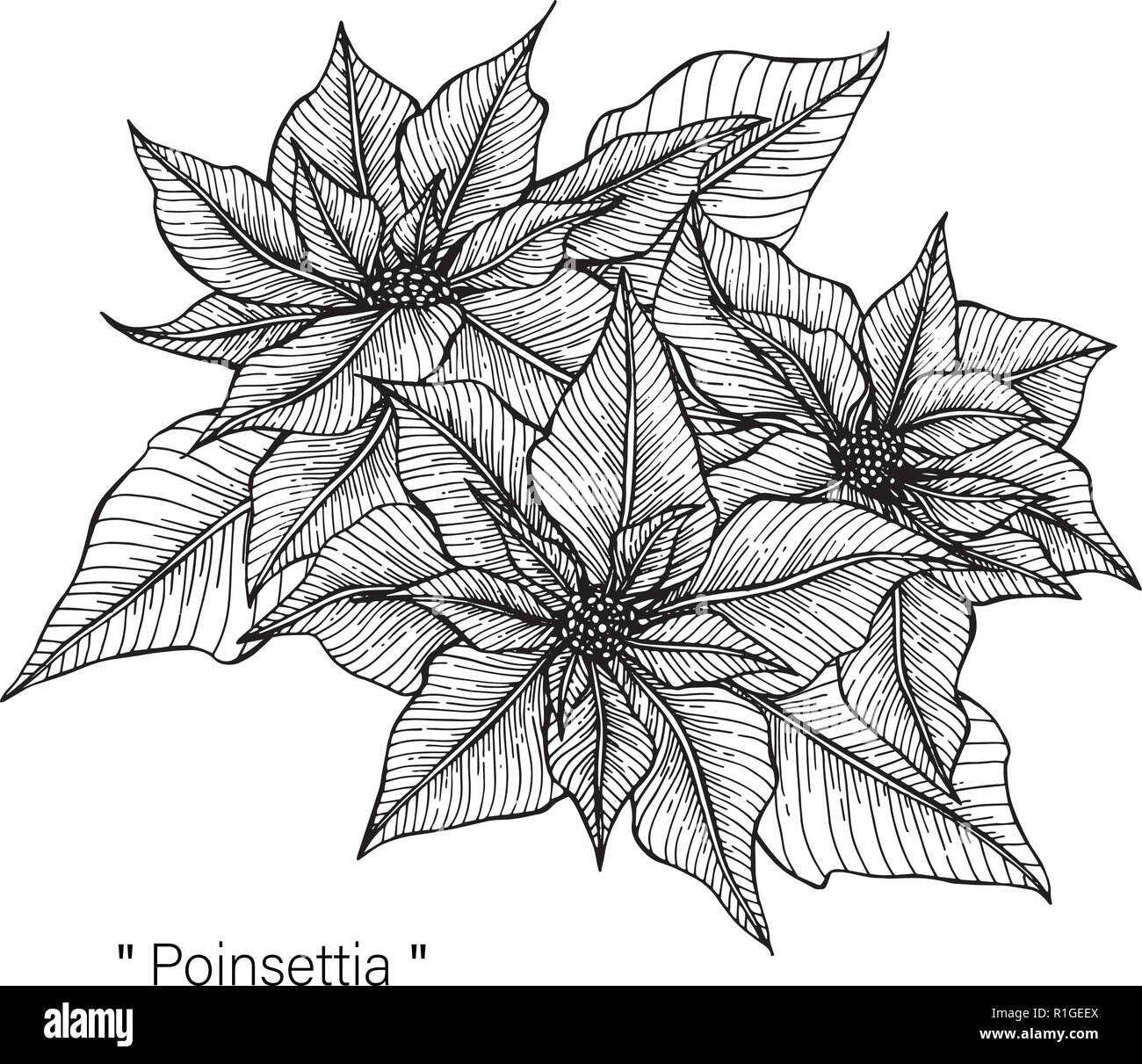 Poinsettia drawing illustration by hand drawn line art. Stock Vector