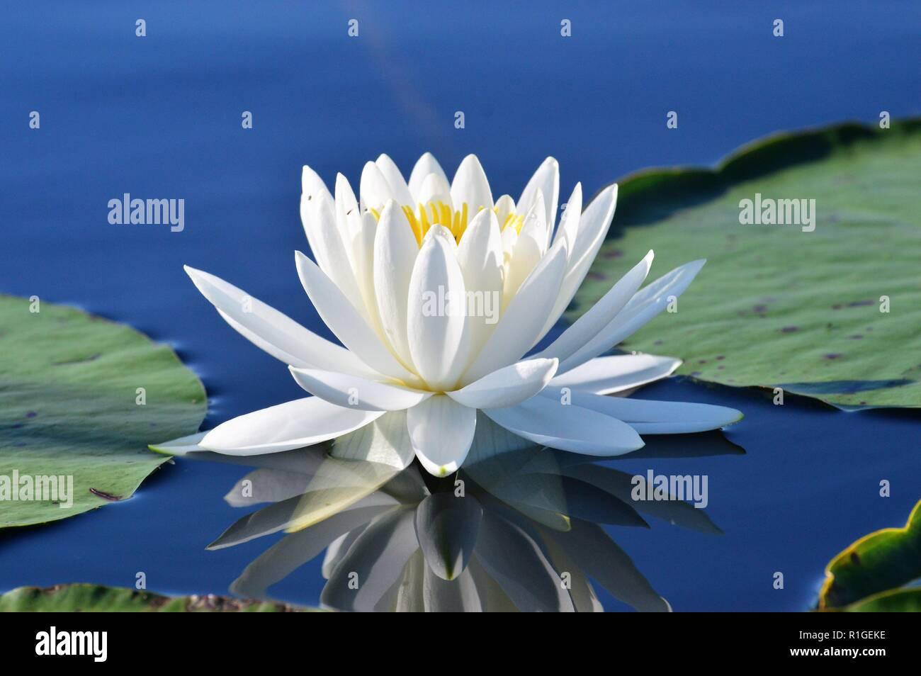 Flower on the water Stock Photo Alamy
