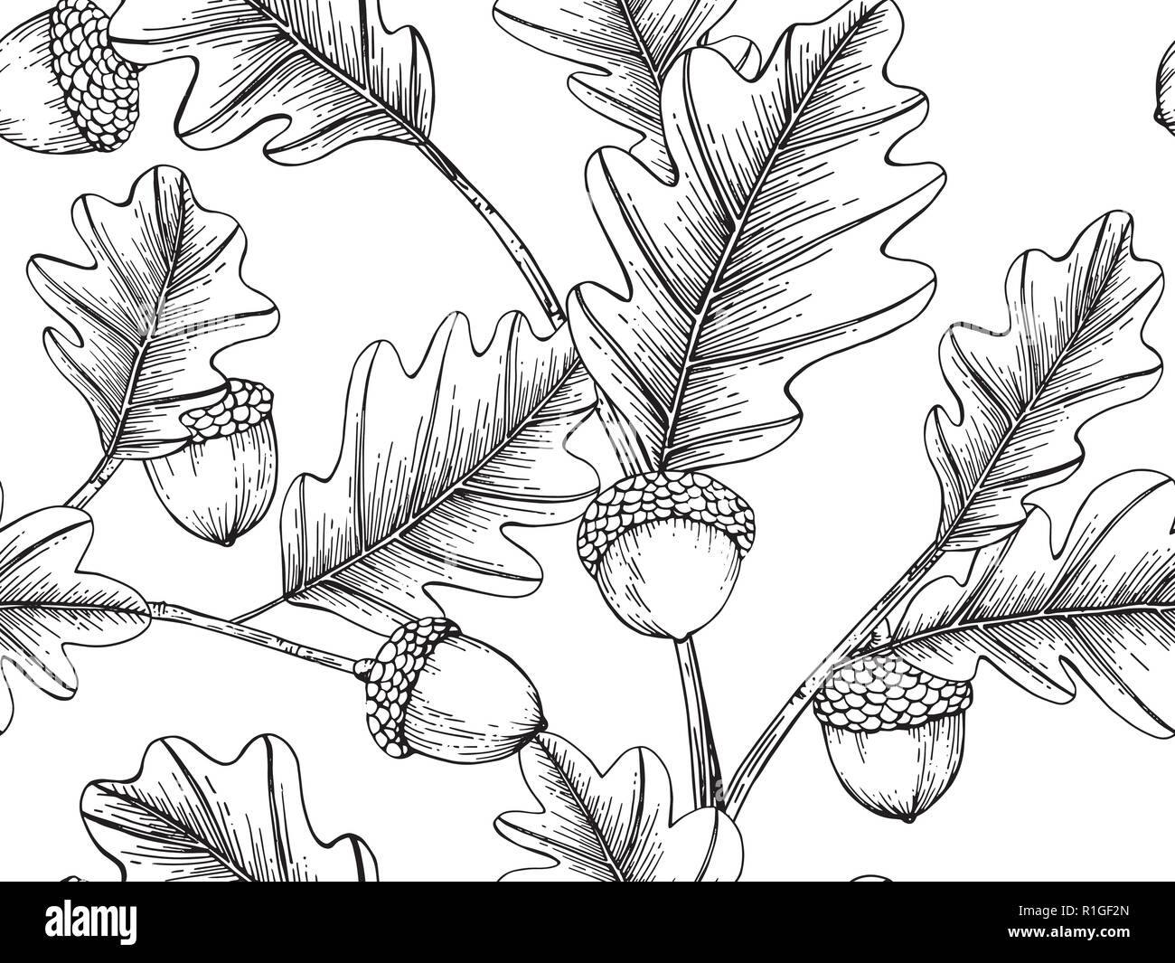 Oak leaf drawing illustration by hand drawn line art. Stock Vector