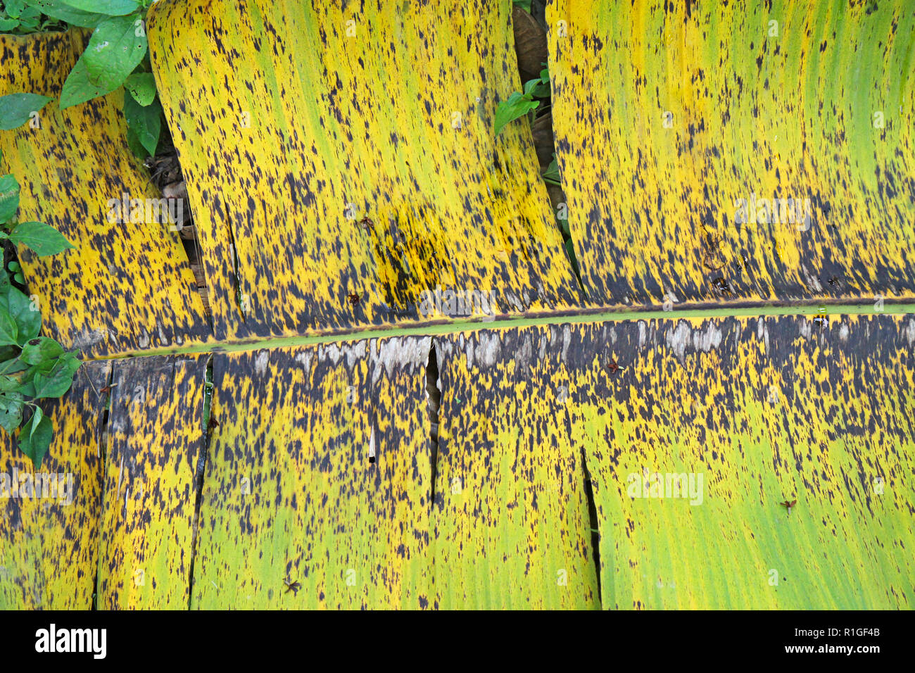 Symptoms of the fungal disease black leaf streak (BLSD) or Sigatoka caused by Pseudocercospora (synonym Mycosphaerella) fijiensis on a leaf of the ban Stock Photo