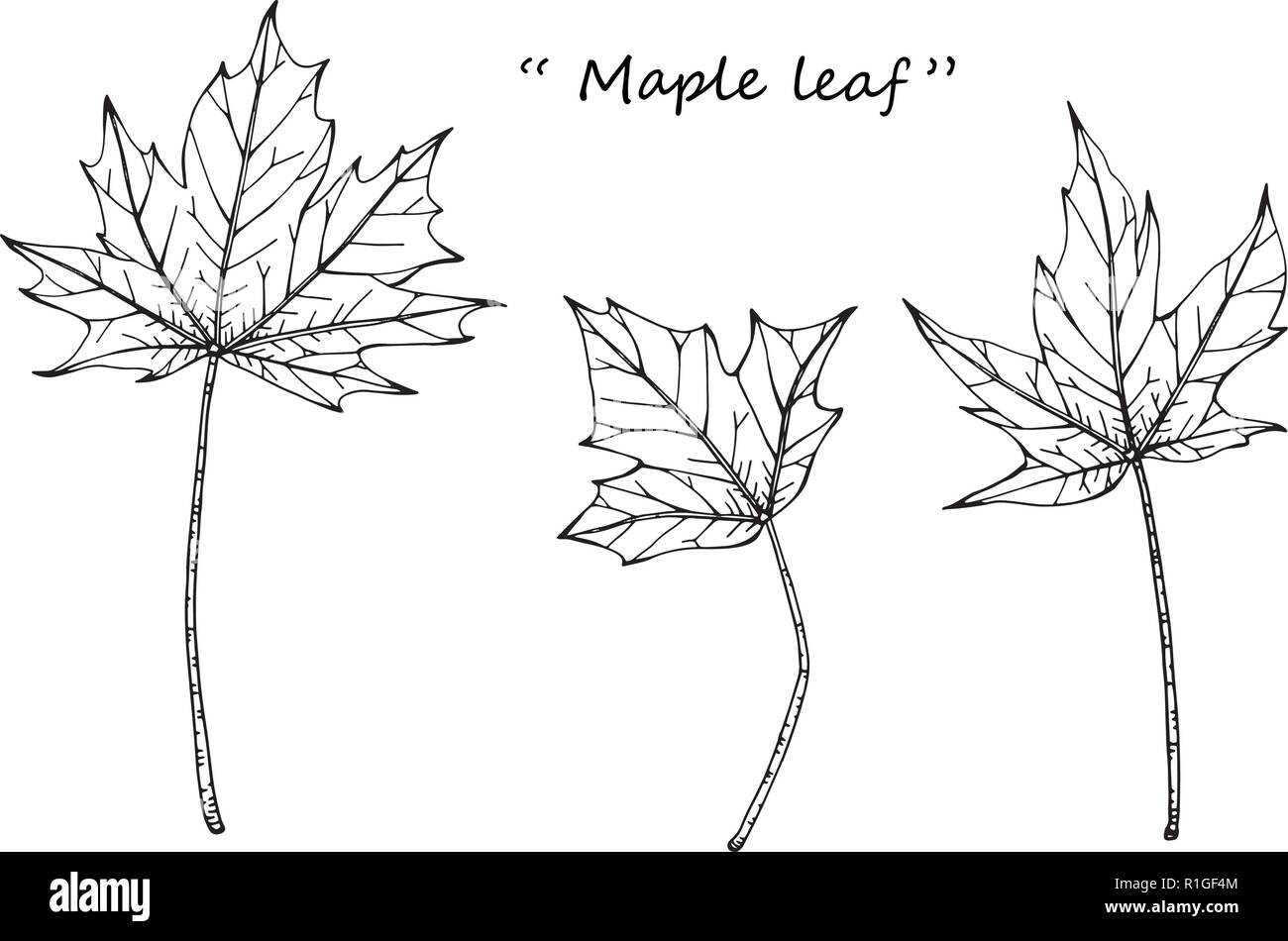 Maple leaf drawing illustration by hand drawn line art. Stock Vector