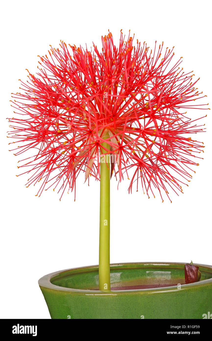 Single compound flower head of the southern African blood lily, Scadoxus multiflorus (formerly Haemanthus multiflorus), growing in a green ceramic pot Stock Photo