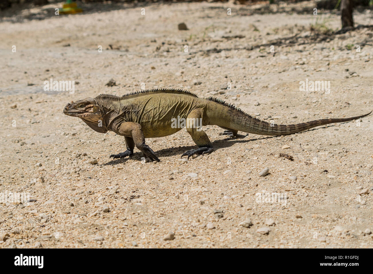 Rhinoceros Iguana, Lake Enriquillo, Dominican Republic Stock Photo Alamy