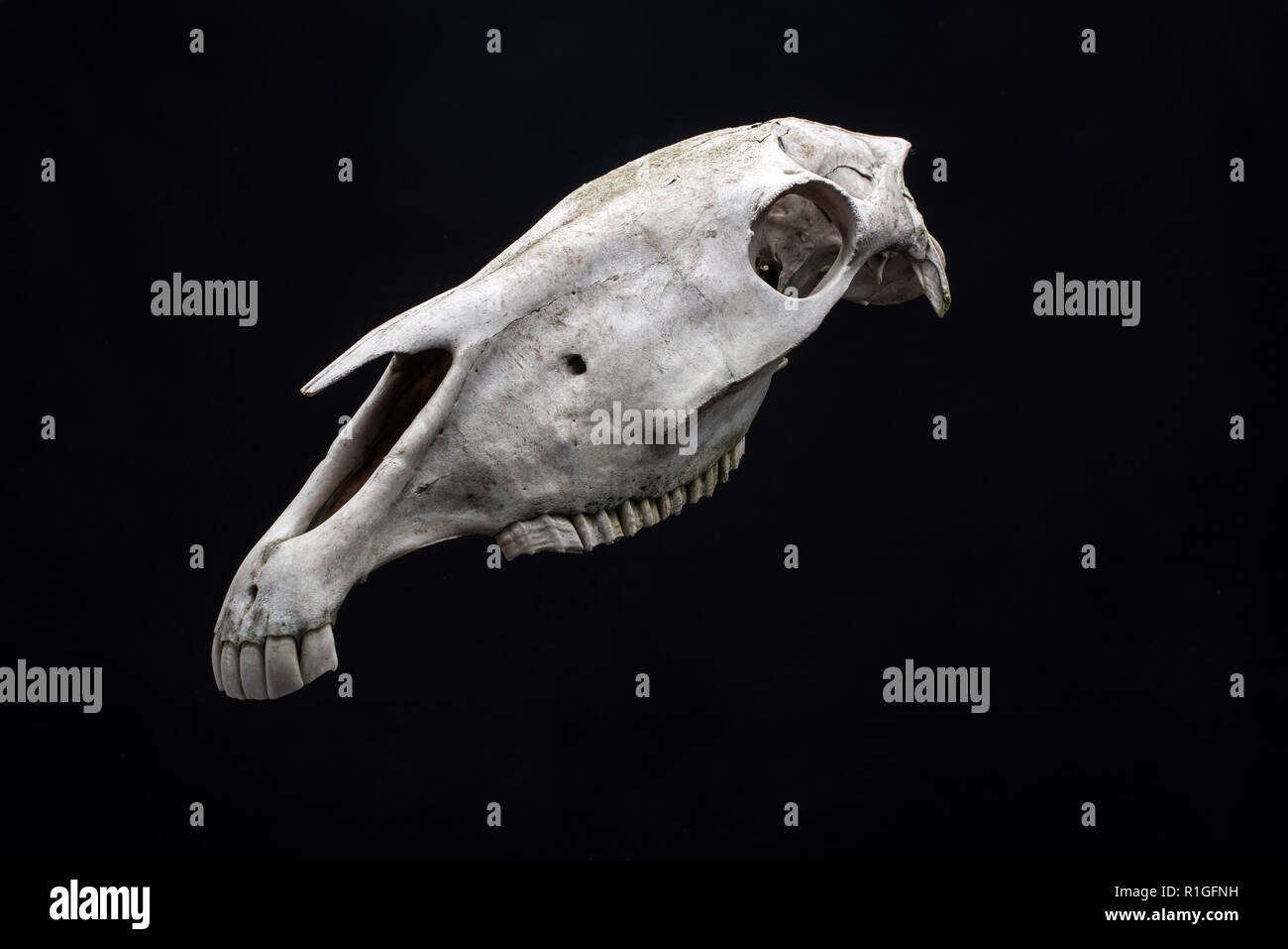 Horse skull isolated on black background. Animal skull head Stock Photo -  Alamy