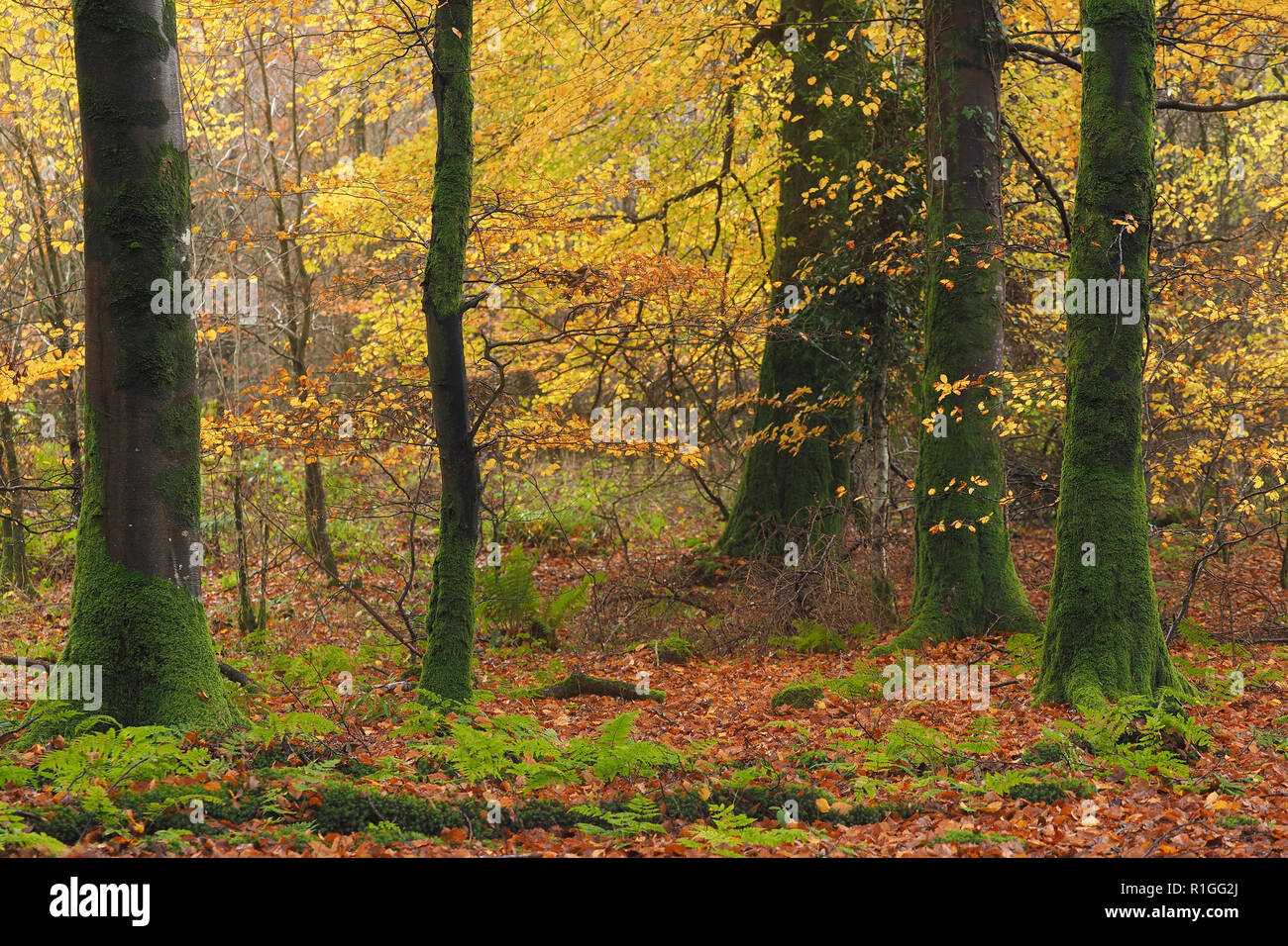 Autumn scene with beech trees in Galtee Castle Woods, Limerick Stock Photo