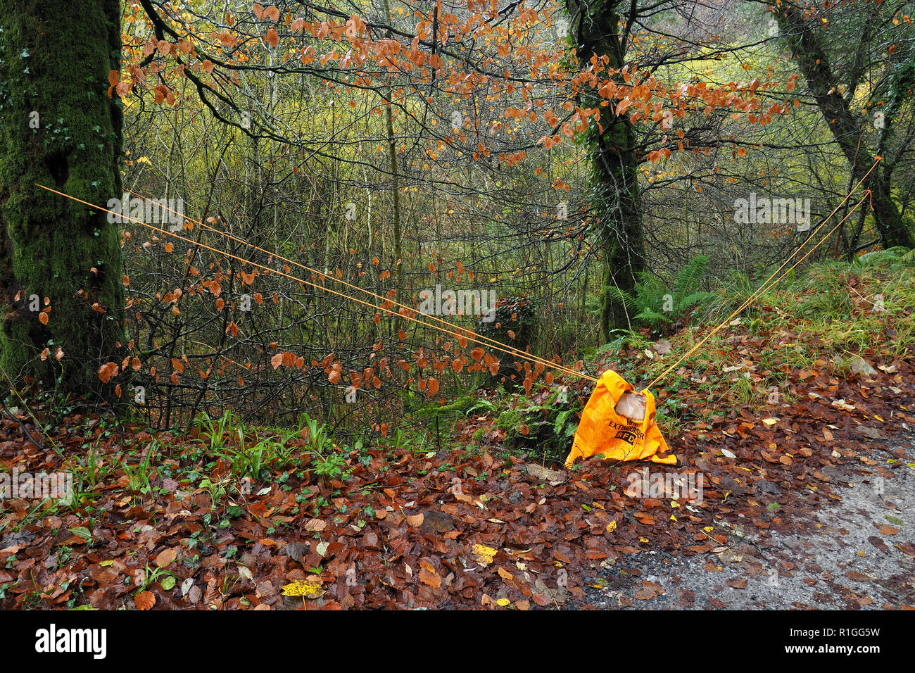 Rope tied to trees to warn people not to climb down a dangerous steep bank in Galtee Castle Woods, Limerick, Ireland Stock Photo