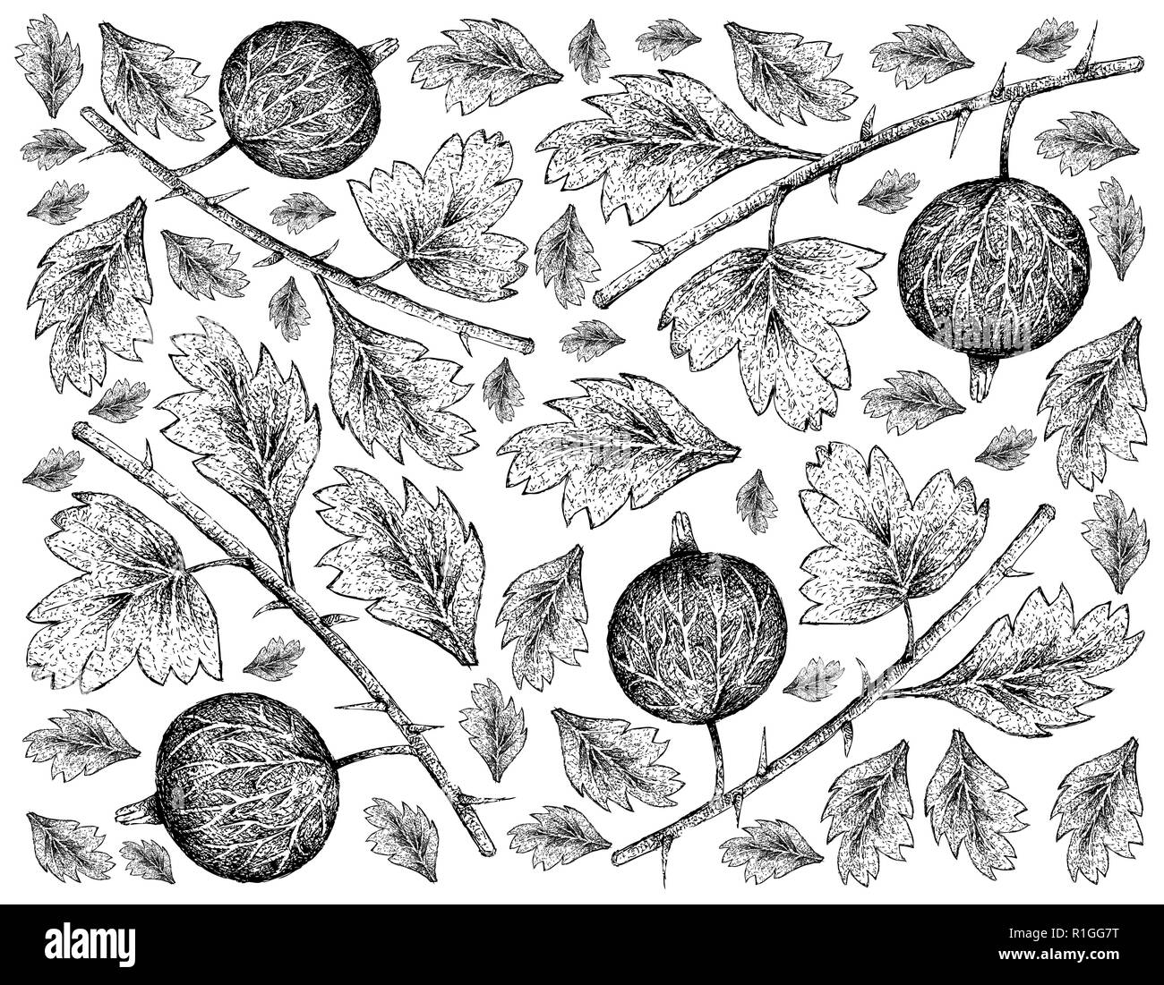 Berry Fruits, Illustration Wallpaper of Hand Drawn Sketch Fresh Gooseberry Isolated on White Background. Good Source of Vitamin C and A. Stock Photo