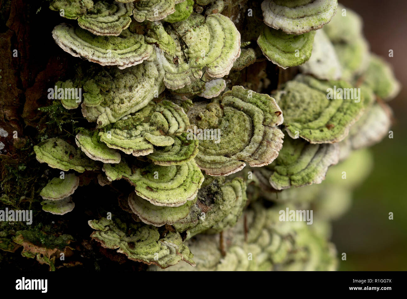Turkey tail fungi (Trametes versicolor) growing on dead conifer tree. Tipperary, Ireland Stock Photo