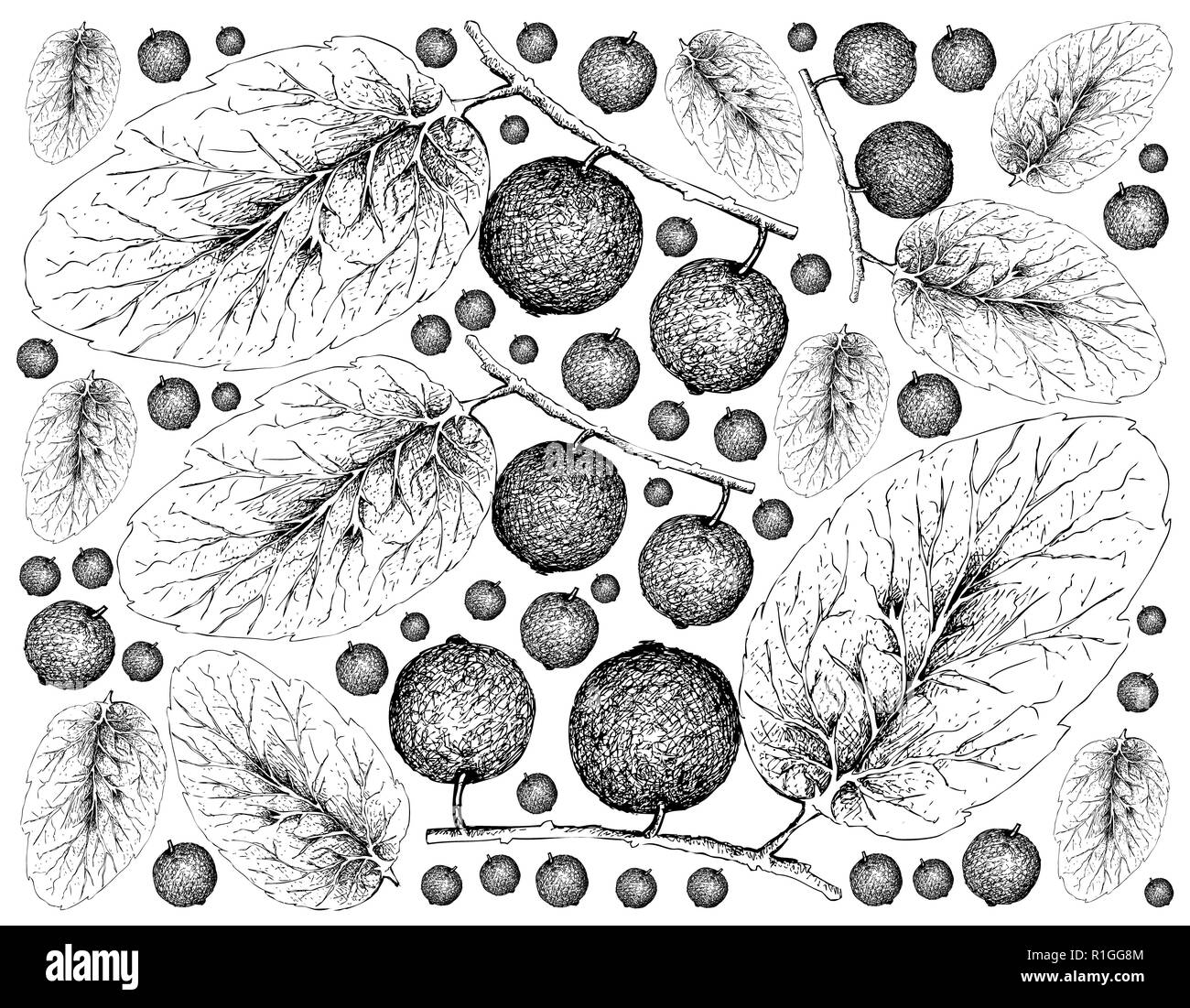 Berry Fruit, Illustration Wallpaper of Hand Drawn Sketch of Fresh Madagascar Plums or Flacourtia Indica Fruits Isolated on White Background. Stock Photo