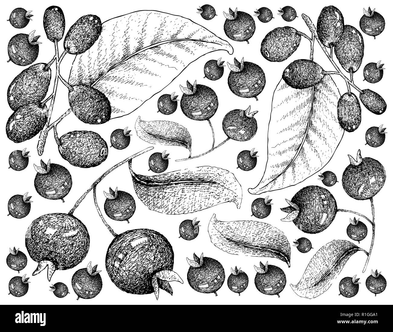 Berry Fruits, Illustration Wallpaper of Hand Drawn Sketch Grumichama Cherries or Eugenia Brasiliensis and Jambolan, Java Plum, Black Plum or Syzygium  Stock Photo