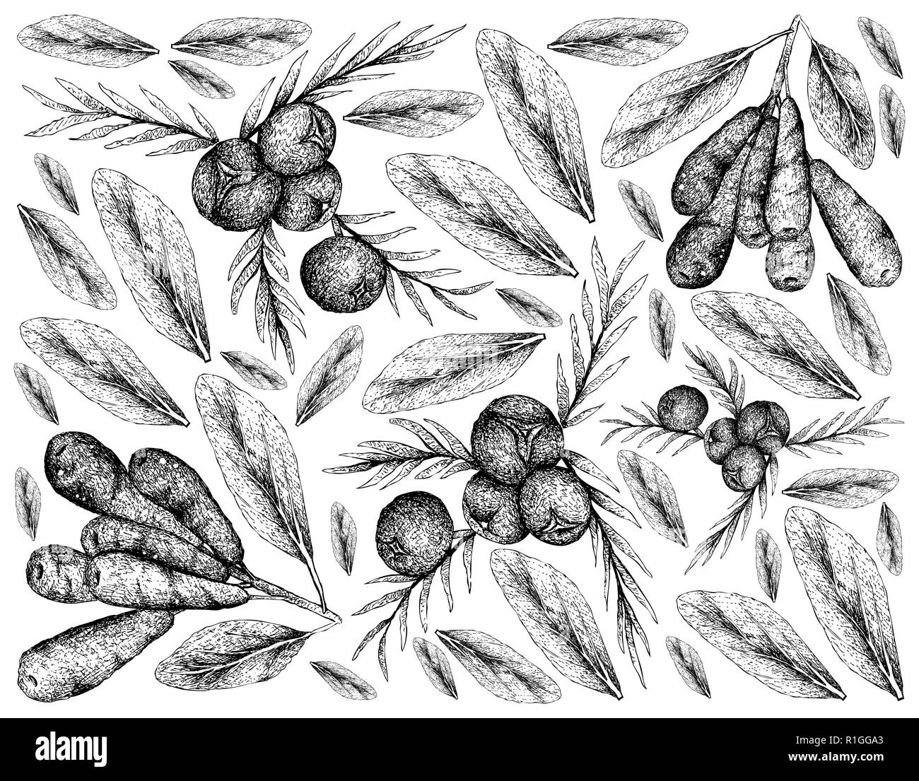 Berry Fruit, Illustration Wallpaper of Hand Drawn Sketch of Juniper Berries and Honeyberry, Haskap Berry or Lonicera Caerulea Fruits Isolated on White Stock Photo