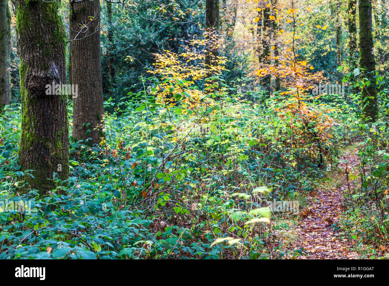Autumn in the Savernake Forest in Wiltshire. Stock Photo