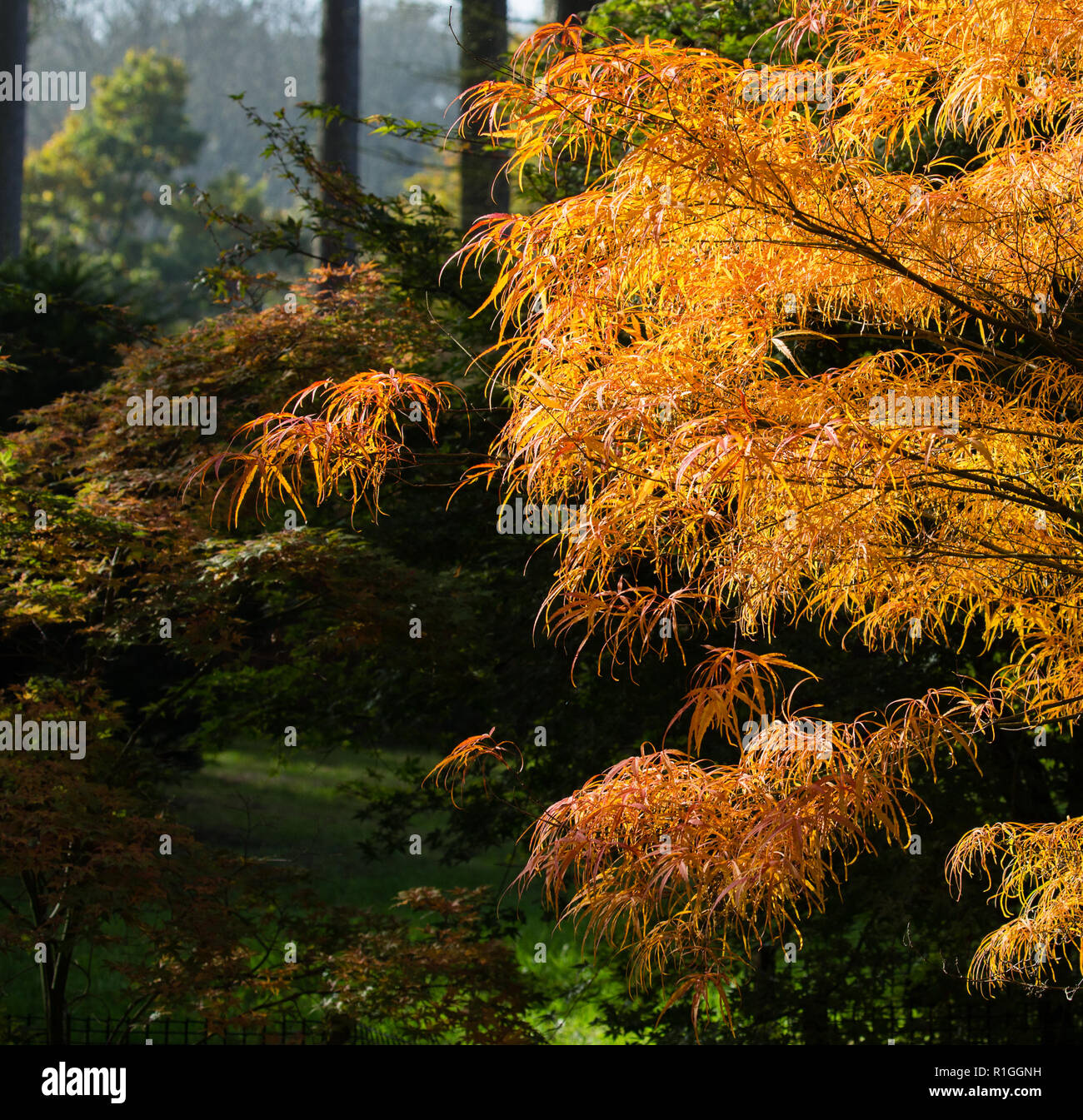 In the acer glade at Westonbirt Arboretum in Gloucestershire UK Stock Photo
