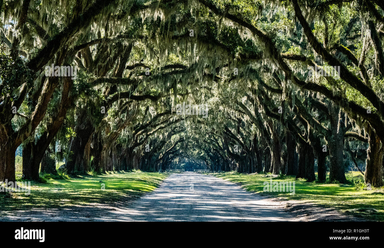 The Drive at Wormsloe plantation estate on Hope Island Savannah