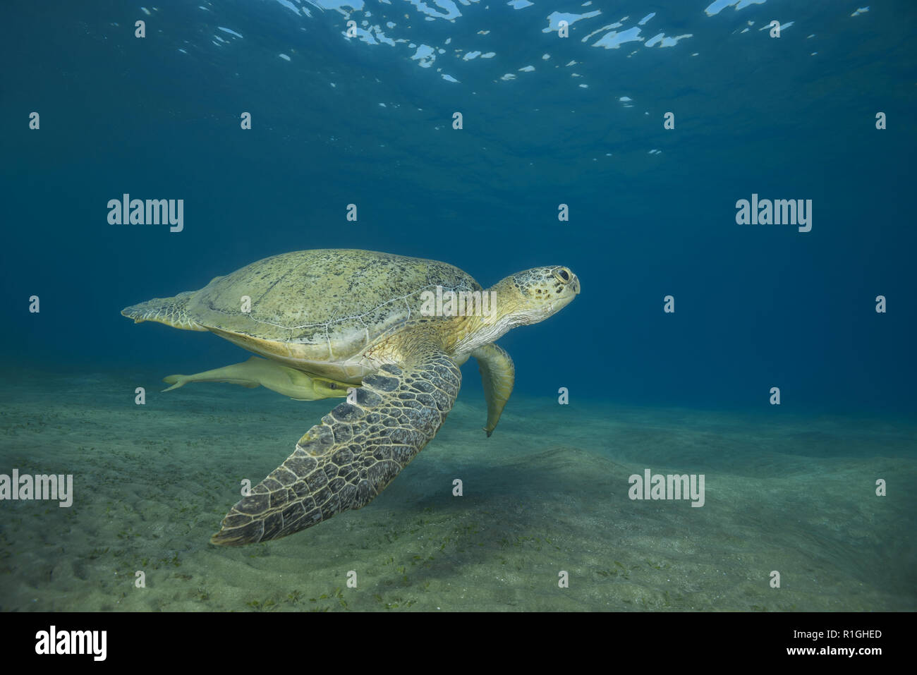 Green Turtle with Remora fish swim over sandy bottom in the blue water background. Green Sea Turtle (Chelonia mydas) and Remora fish (Echeneis naucrat Stock Photo