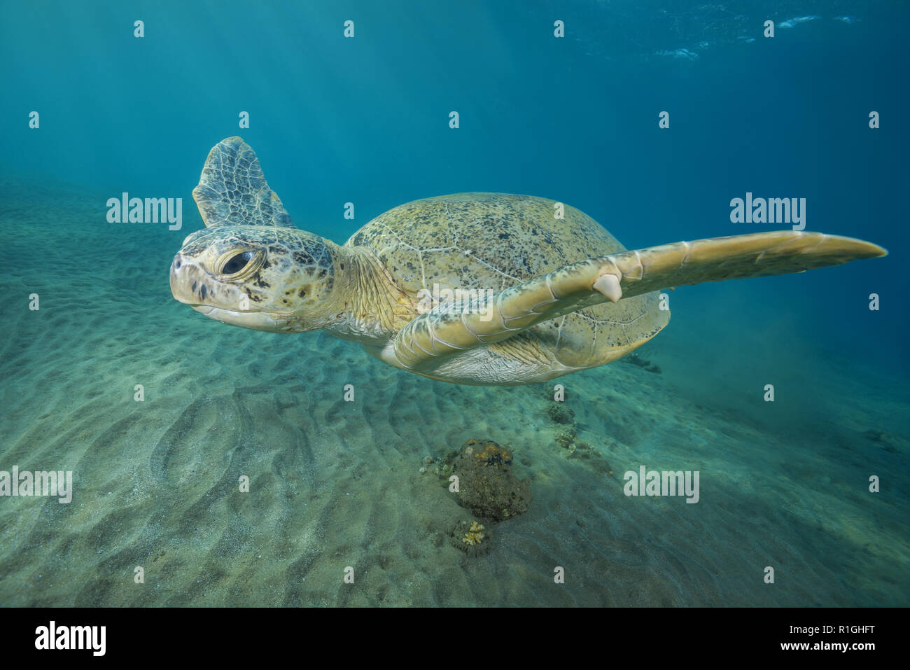 Green Turtle swim over sandy bottom in the blue water background. Green Sea Turtle (Chelonia mydas) Stock Photo