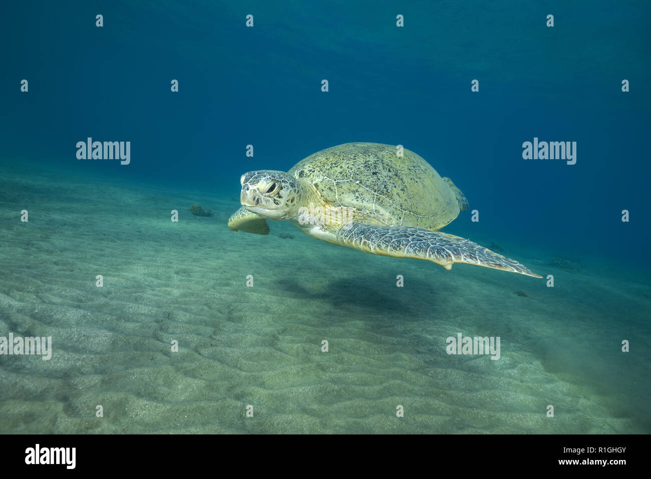 Green Turtle swim over sandy bottom in the blue water background. Green Sea Turtle (Chelonia mydas) Stock Photo