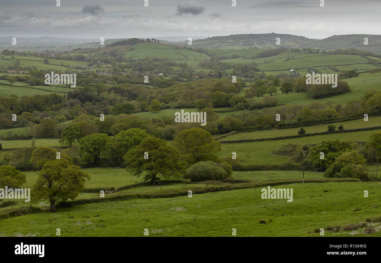 West Dorset countryside, looking east from Penn (nr Lyme Regis) towards Wooton Fitzpaine, spring. Dorset/ Stock Photo