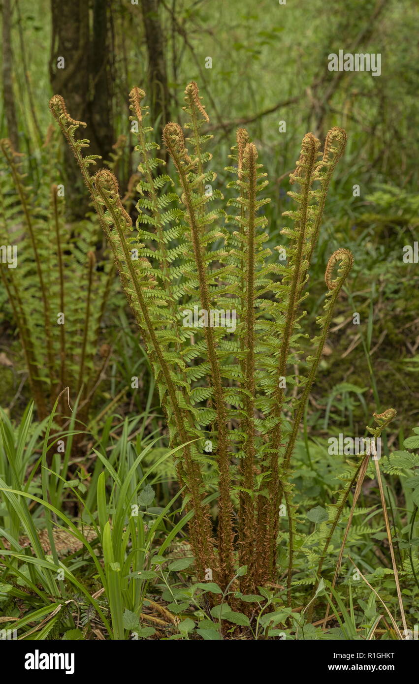 GoldenScaled Malefern, Dryopteris affinis ssp. affinis with unfolding
