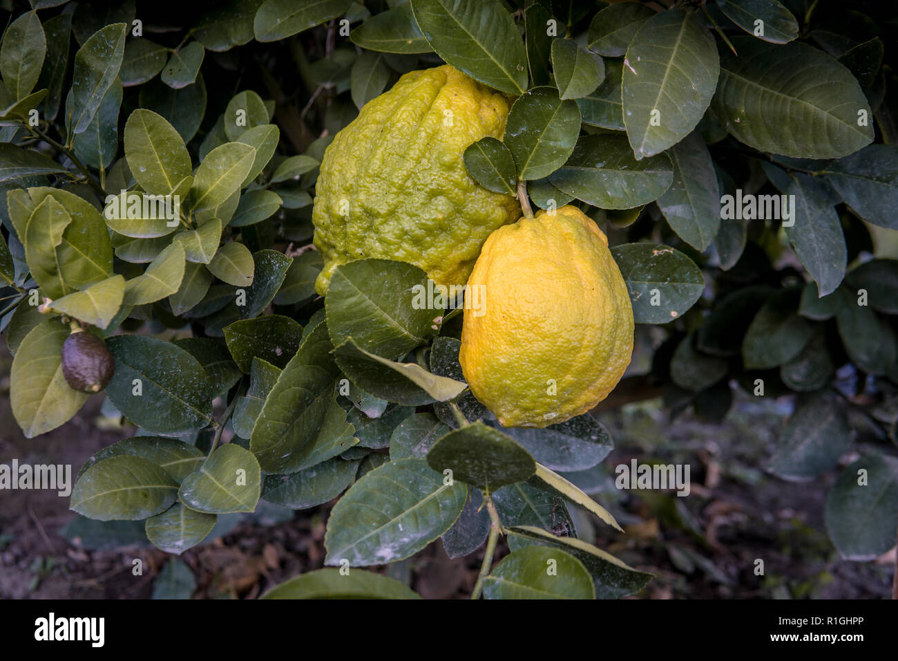 Big Citron lemon on branch of hyrid lemon tree. Stock Photo