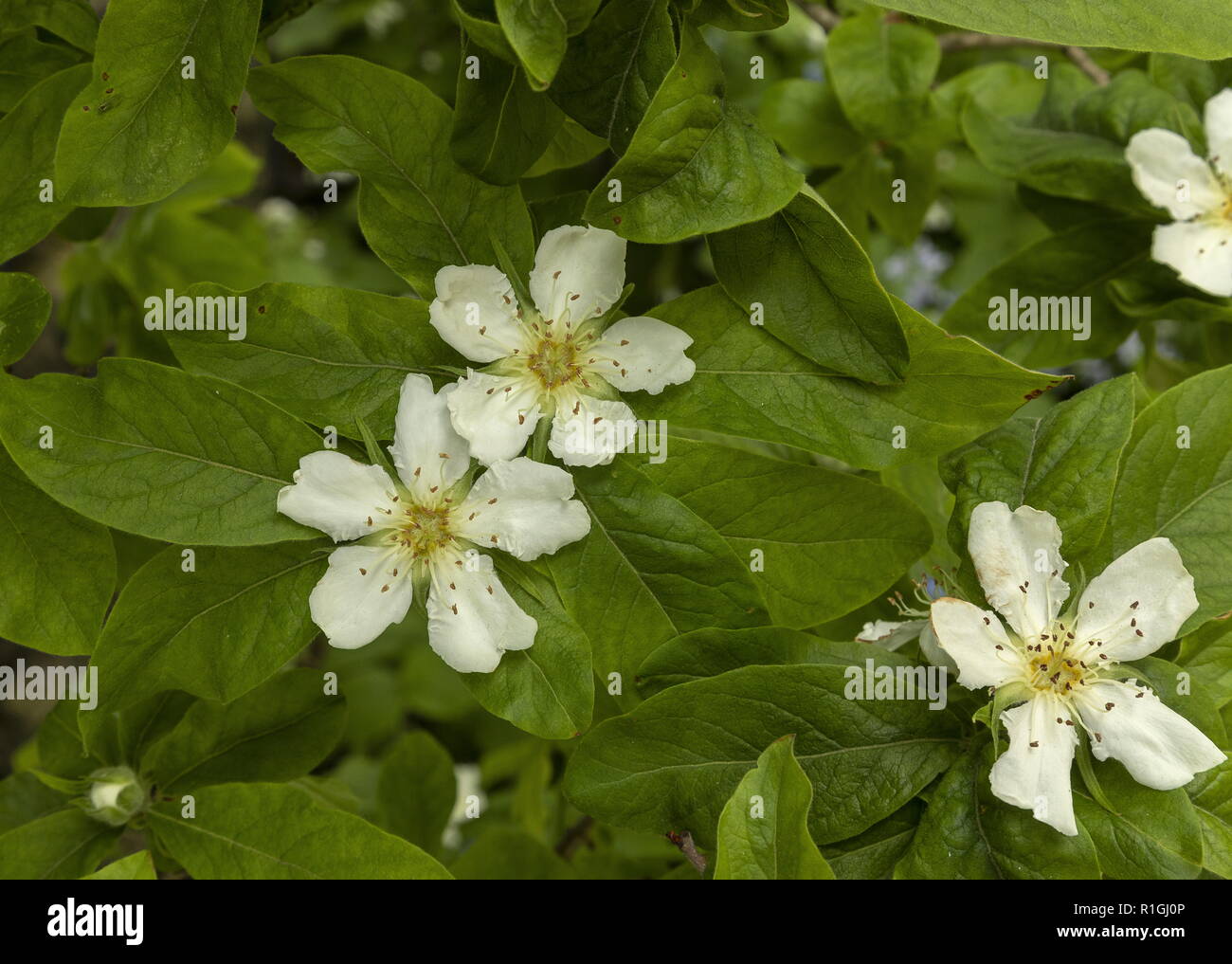 Common medlar, Mespilus germanica, in flower in spring. Stock Photo