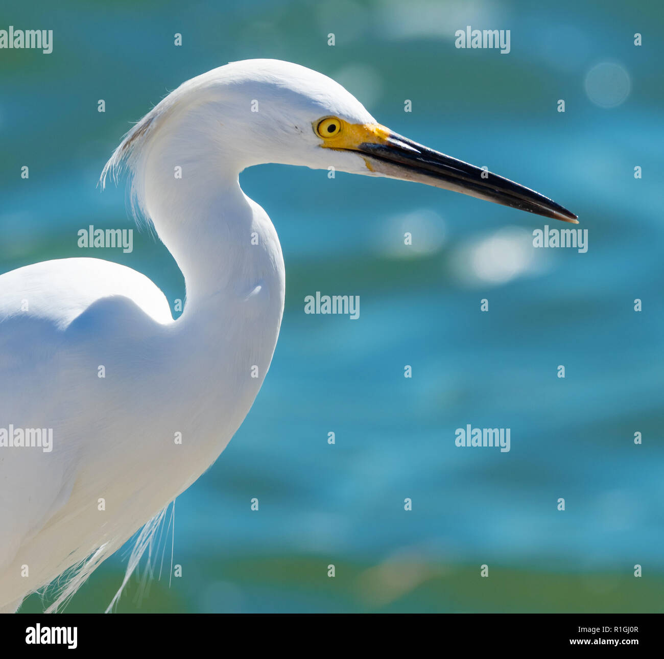 Snowy egret Egretta thula by a river on the coast of Florida USA Stock Photo