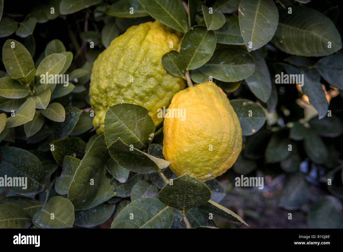 Big Citron lemon on branch of hyrid lemon tree. Stock Photo
