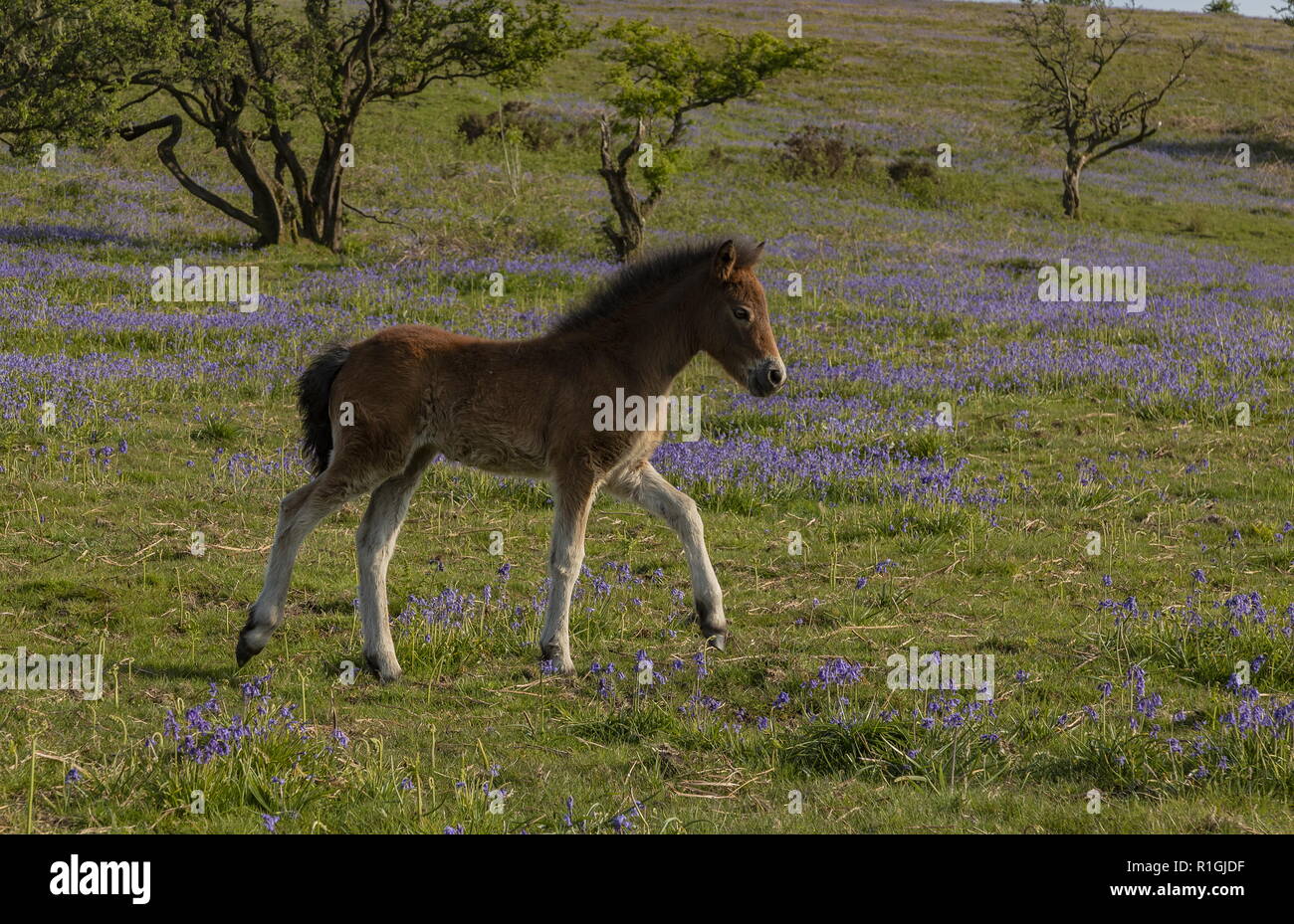 Exmoor pony foal in dense bluebell sward in spring, on common land at Ashway Side, Tarr Steps, Barle Valley, Exmoor. Stock Photo