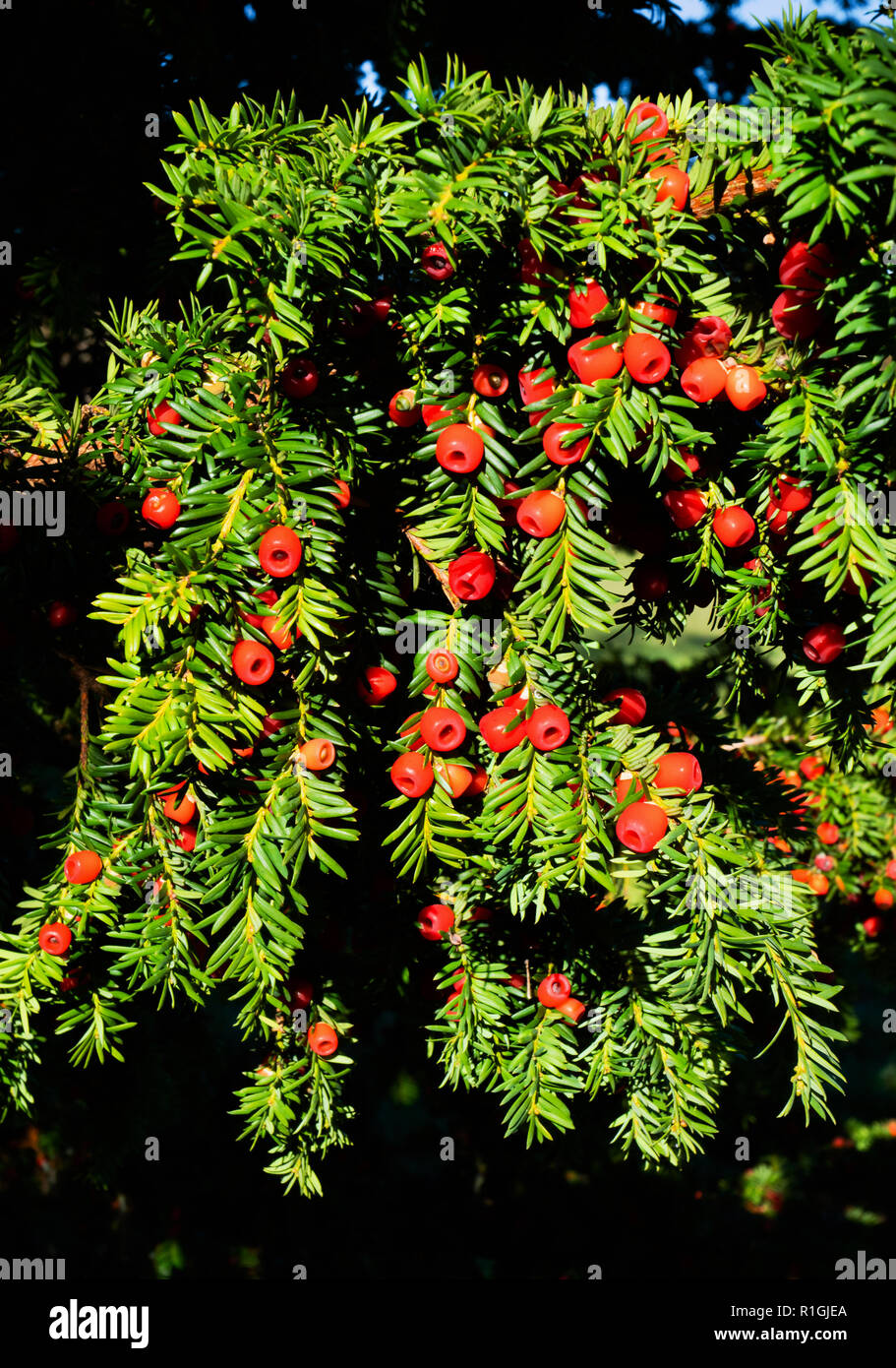 Yew tree with waxy red berries in autumn - Somerset UK Stock Photo