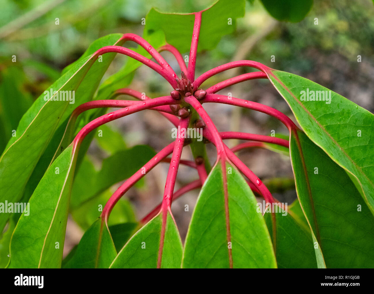 Red leaf stems and drooping leaves of Daphniphyllum macropodum a tree