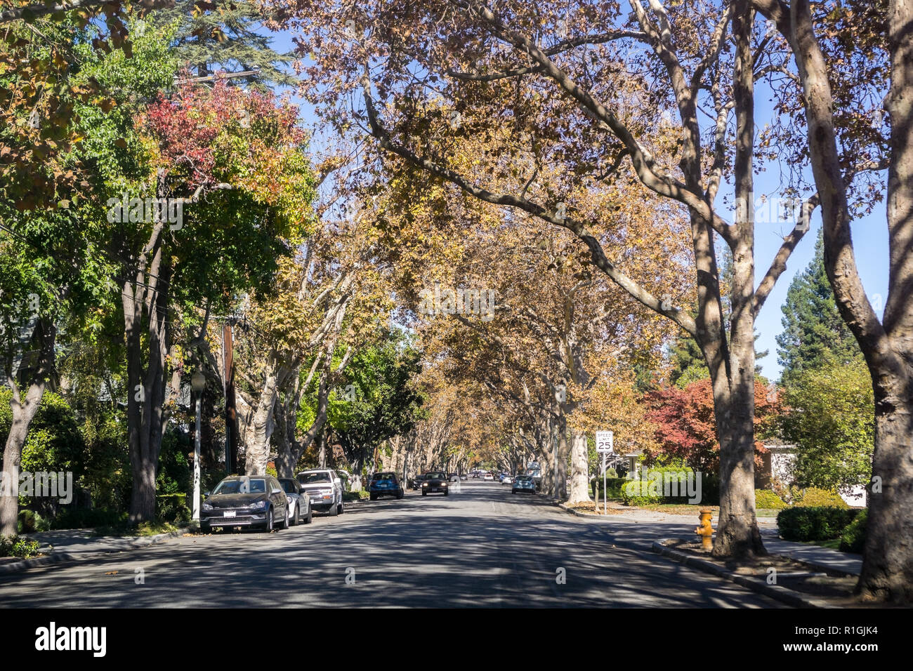 Residential tree lined street in hires stock photography and images