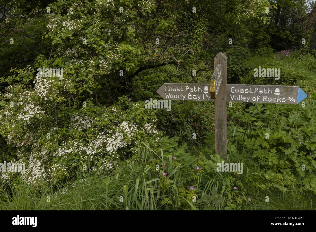 Wooden footpath sign at Lee Bay on the coast path between Woody Bay and Valley of the Rocks. Stock Photo
