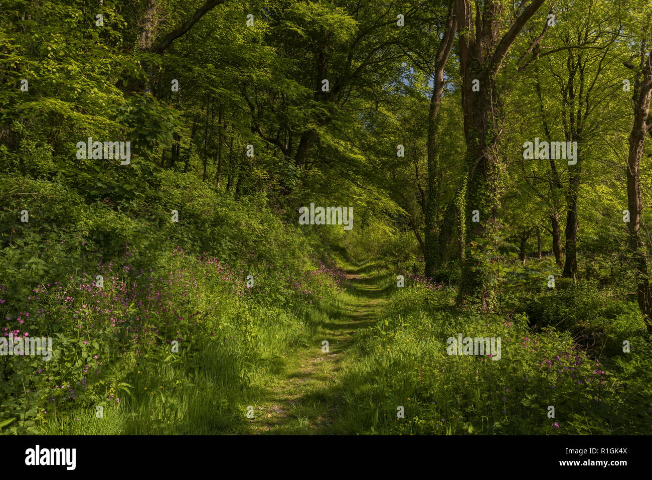 Flowery footpath through deciduous woodland in spring, in Lee Abbey woodlands, Lee Bay, Exmoor, Devon. Stock Photo