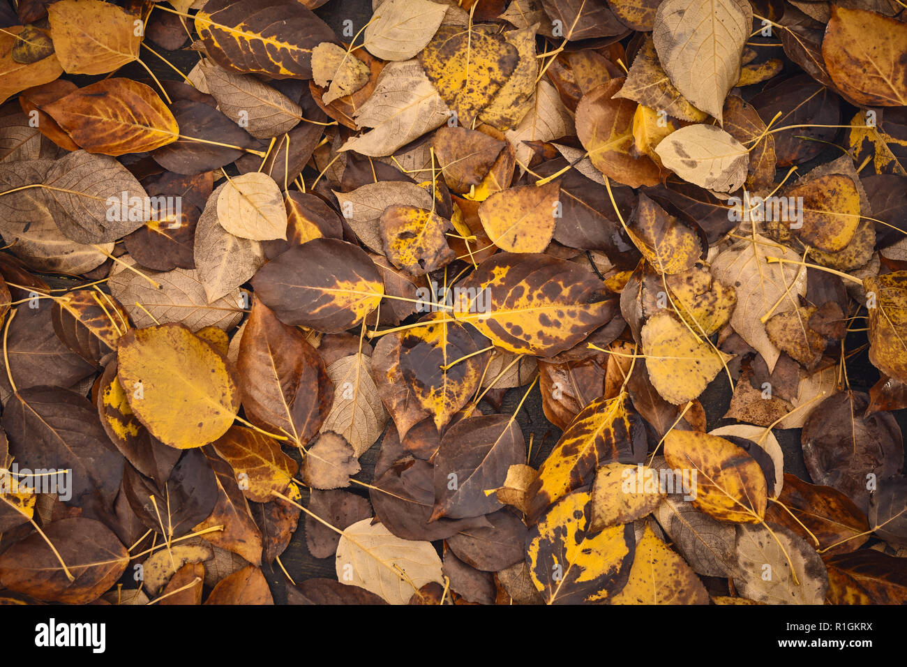 Decaying leaves, time passing concept, color toning applied. Stock Photo