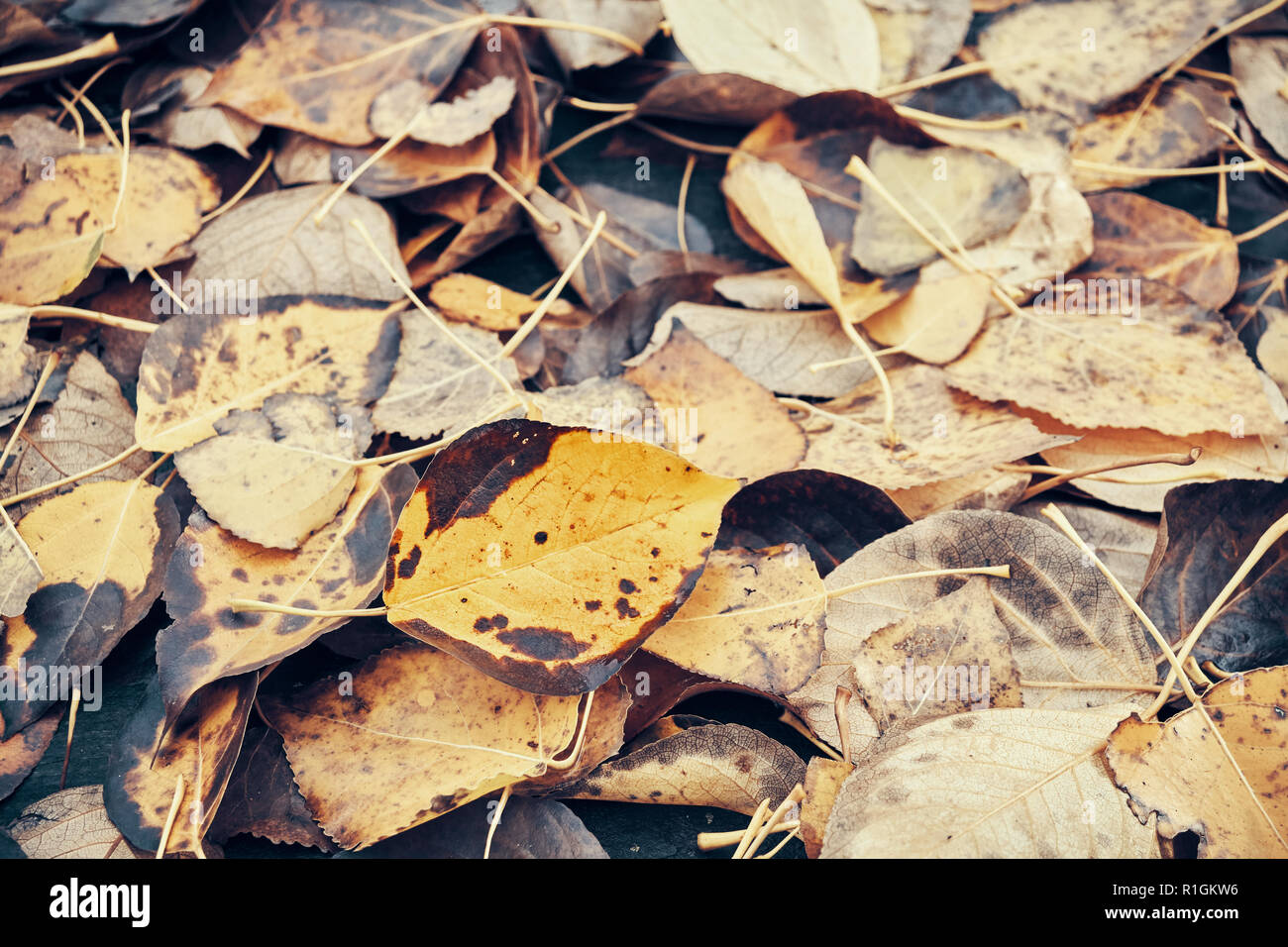 Decaying leaves, time passing concept, selective focus, color toning applied. Stock Photo