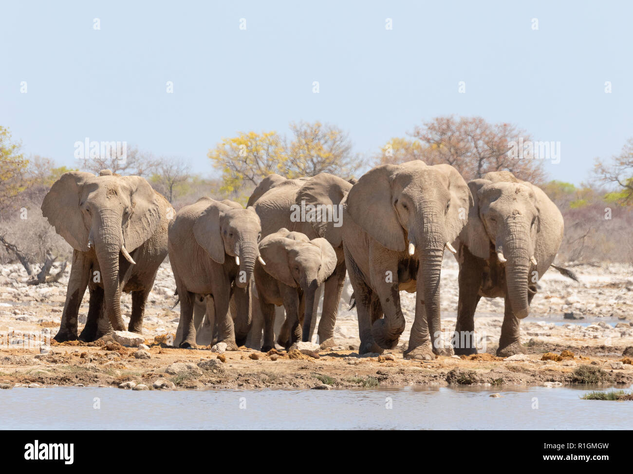 Africa elephant herd ( Loxodonta Africana ) drinking at a waterhole, Etosha national park, Namibia Africa Stock Photo
