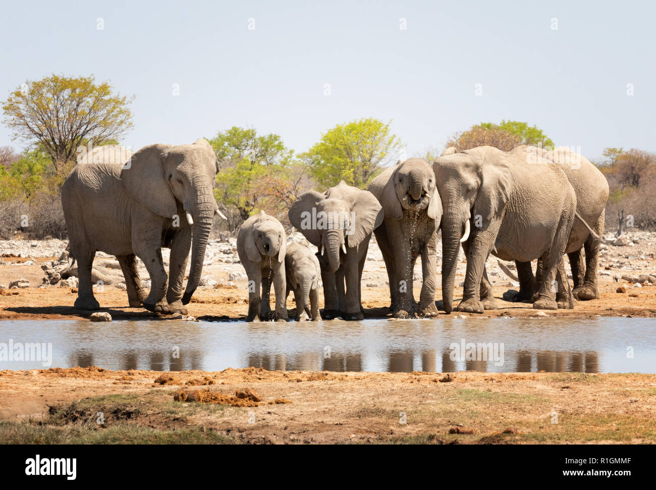 African elephant herd ( Loxodonta Africana ) drinking at a waterhole, Etosha national park, Namibia Africa Stock Photo