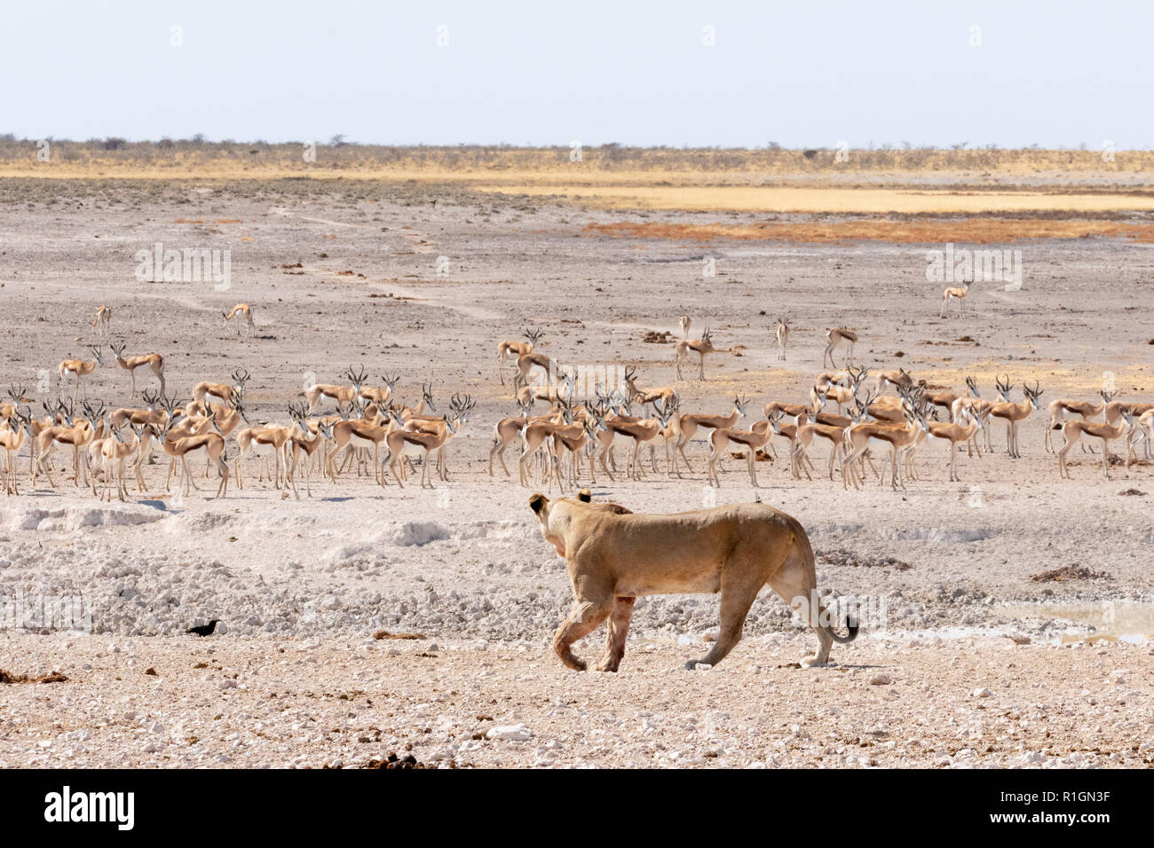 Lioness hunting springbok, Etosha national park, Namibia Africa Stock Photo