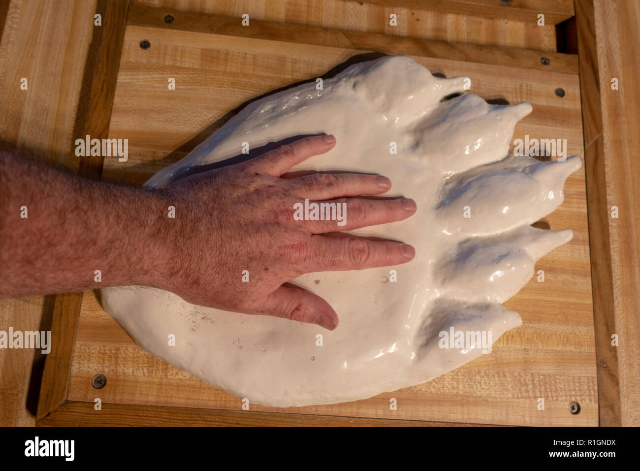 Comparison between a human hand and a polar bear footprint (mould print
