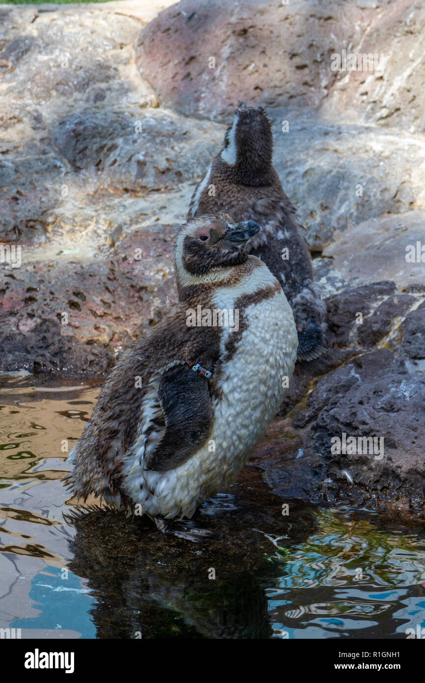 Magellanic penguin chicks in SeaWorld San Diego, California, United