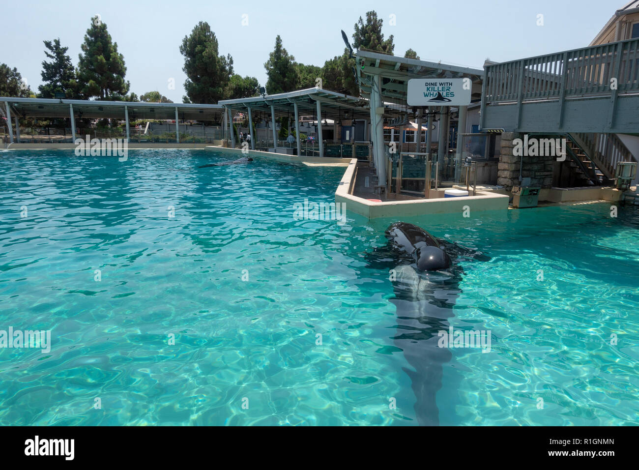 The killer whale (orca) resting ppol (behind the performance arena) in SeaWorld San Diego, California, United States. Stock Photo