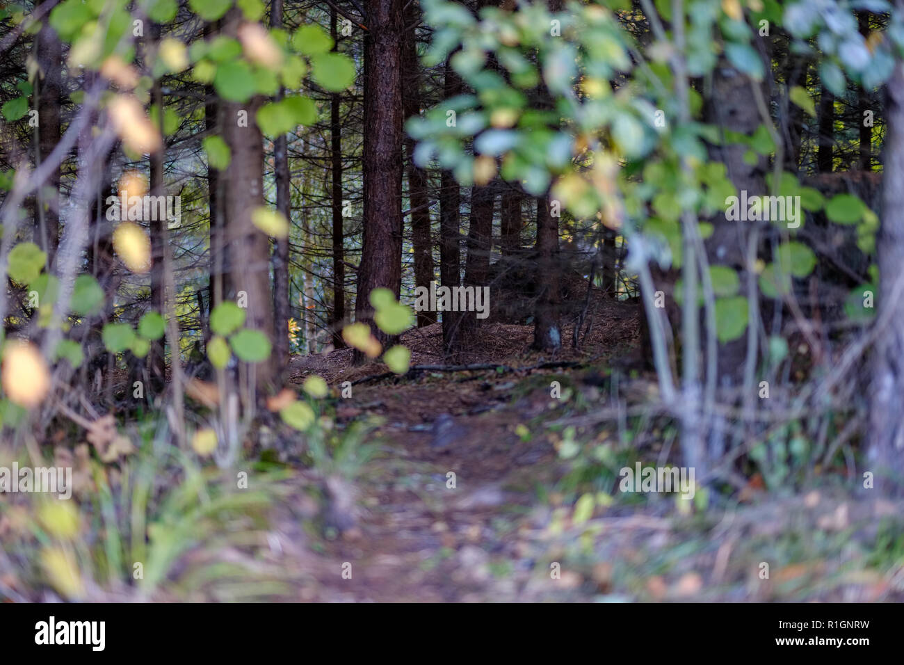 hiking trail in autumn forest with colored leaves Stock Photo - Alamy