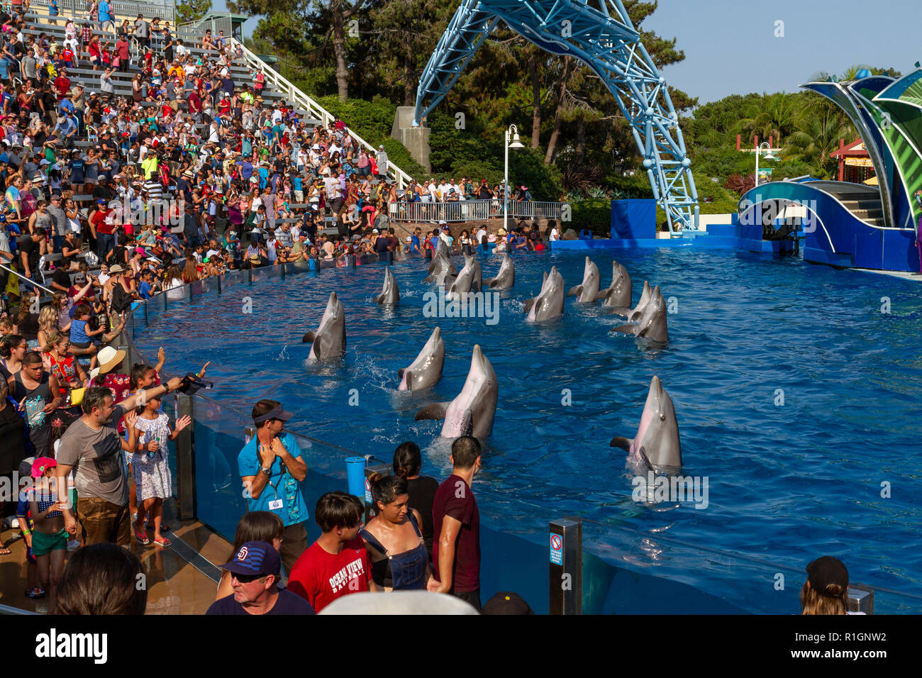 Many dolphins 'standing up' during the Dolphin Days show, SeaWorld San Diego, California, United States. Stock Photo