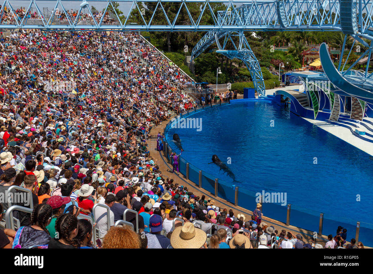 Short-finned pilot whales performing during the Dolphin Days show, SeaWorld San Diego, California, United States. Stock Photo