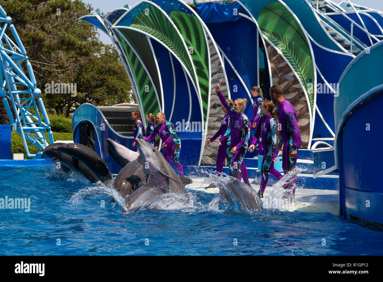 line-of-dolphins-break-away-to-start-a-performance-dolphin-days-show