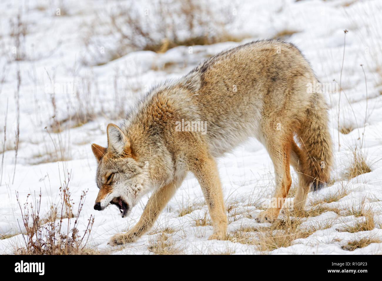 42,757.09725 close up coyote standing head down coughing choking to dislodge food caught in mouth throat, cold winter snow snowy grassy hillside Stock Photo