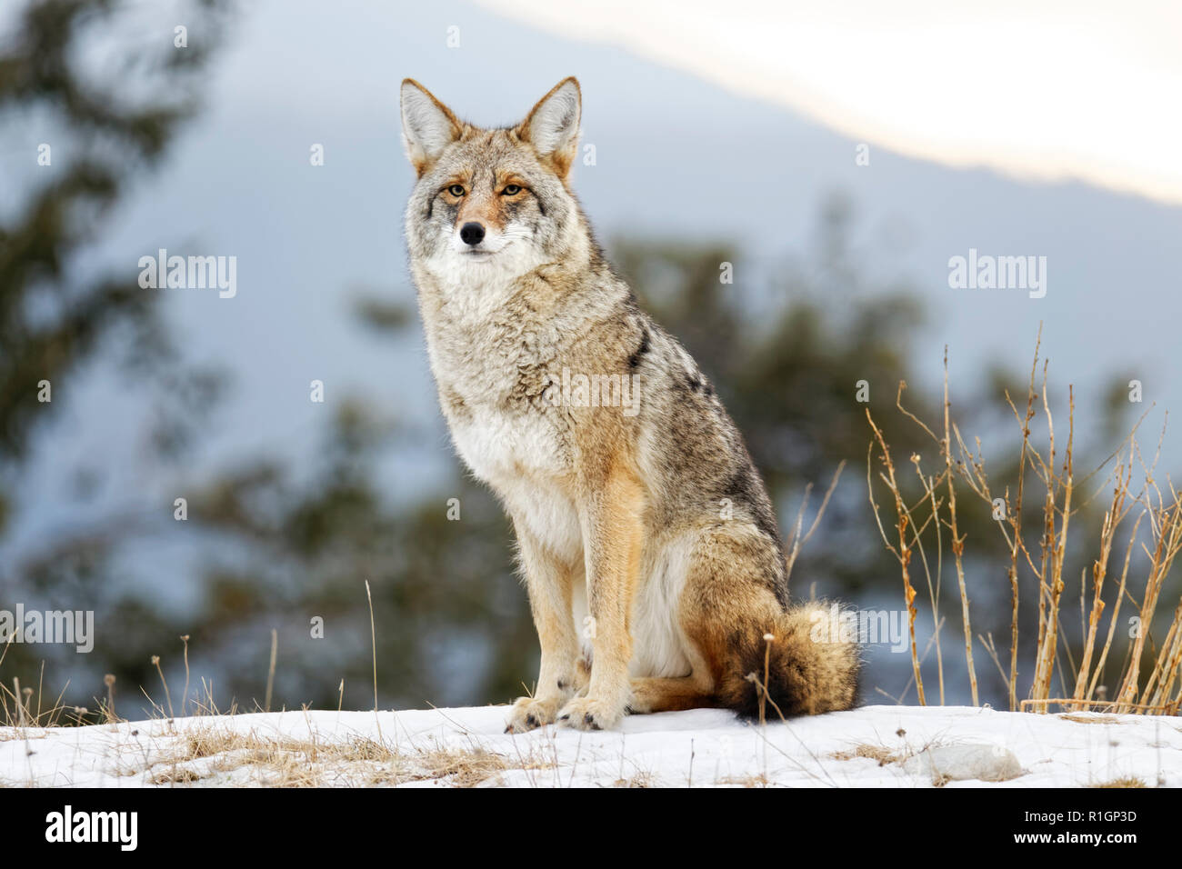 Coyote Sitting High Resolution Stock Photography And Images Alamy