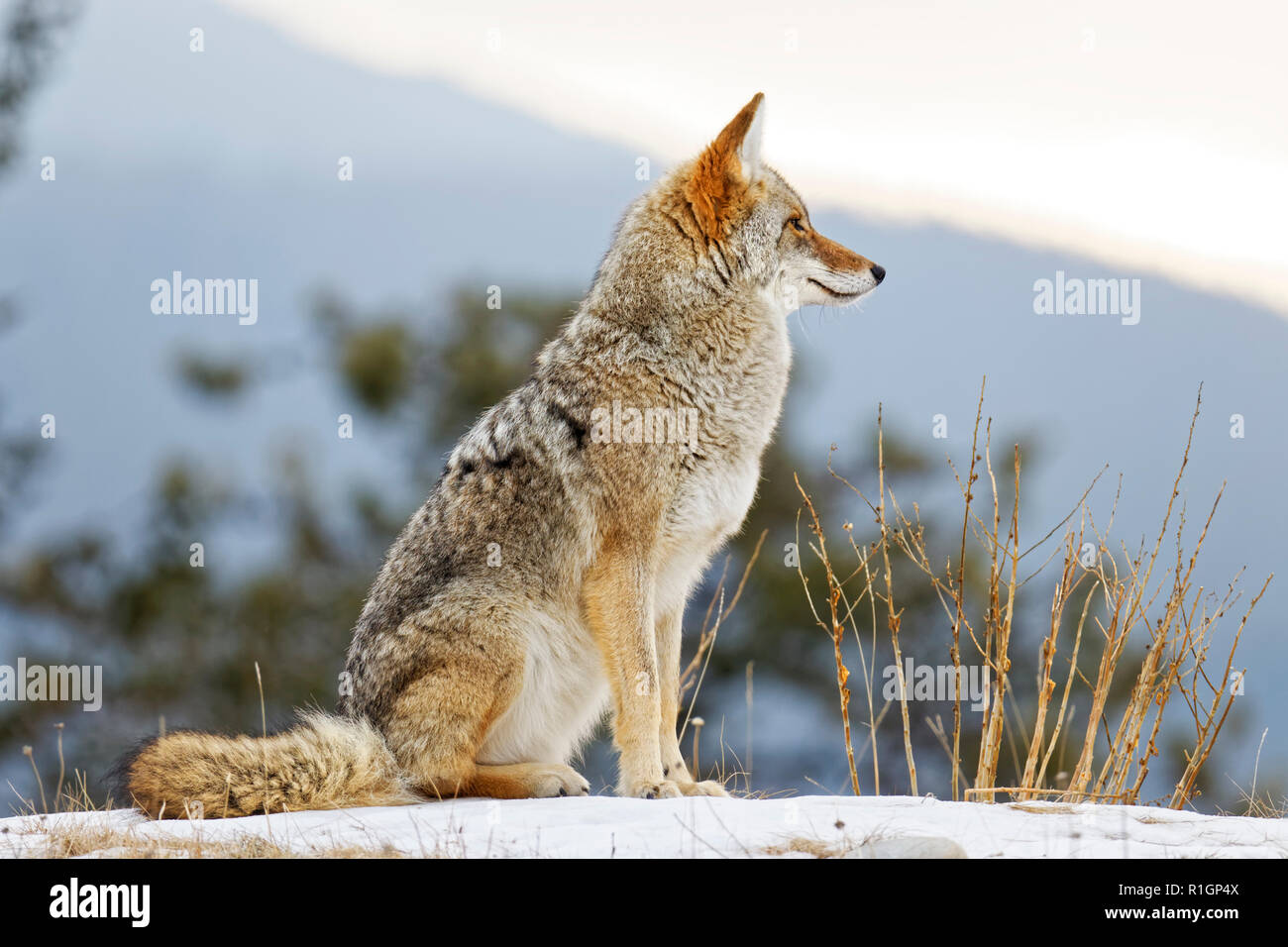 42,757.09746 close up of a Coyote sitting broadside right & looking forward on a snowy hilltop, conifer tree and hazy mountain background Stock Photo